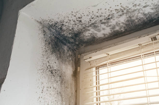 Affordable Mold Cleanup solutions in Lexington, IL